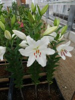 [4601 VZ W07 0363-02 Sientia No01.JPG]